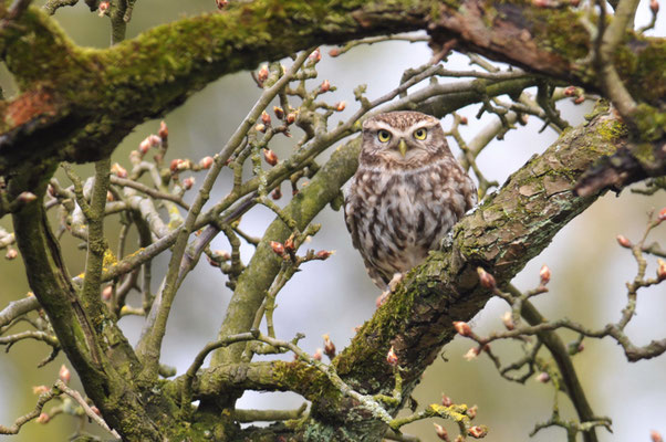 STEINKAUZ, LITTLE OWL , ATHENE NOCTUA