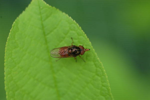 GEMEINE SCHNAUZENSCHWEBFLIEGE, RHINGIA CAMPESTRIS