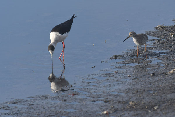 STELZENLÄUFER, BLACK-WINGED STILT, HIMANTOPUS HIMANTOPUS