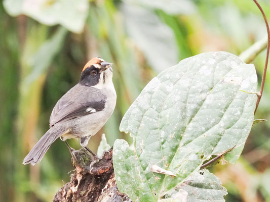 Spiegelbuschammer, White-winged Brush-Finch - Atlapetes leucopterus