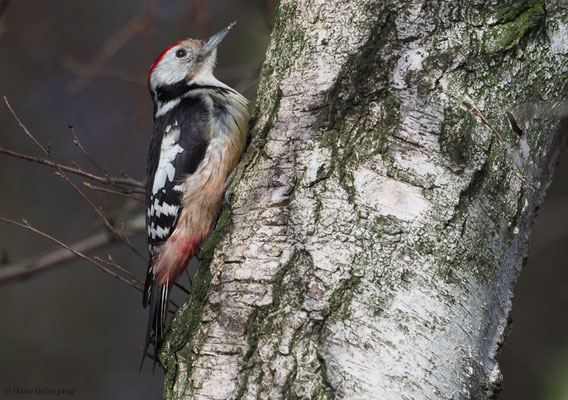 MITTELSPECHT, MIDDLE-SPOTTED WOODPECKER