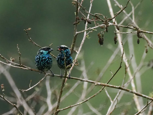 SILBERFLECKENTANGARE, BERYL-SPANGLED TANAGER - TANGARA NIGROVIRIDIS