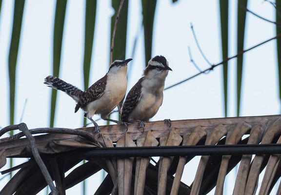 ROTNACKENZAUNKÖNIG, RUFOUS-NAPED WREN, CAMPYLORHYNCHUS RUFINUCHA