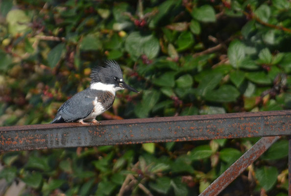 GÜRTELFISCHER, BELTED KINGFISHER, CERYLE ALCYON