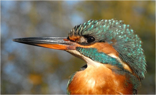 EISVOGEL, COMMON KINGFISHER, ALCEDO ATTHIS