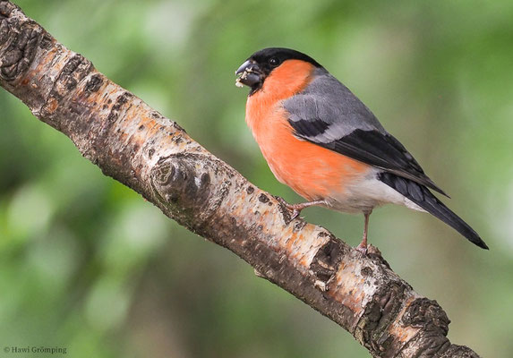 DOMPFAFF, BULLFINCH. PYRRHULA PYRRHULA