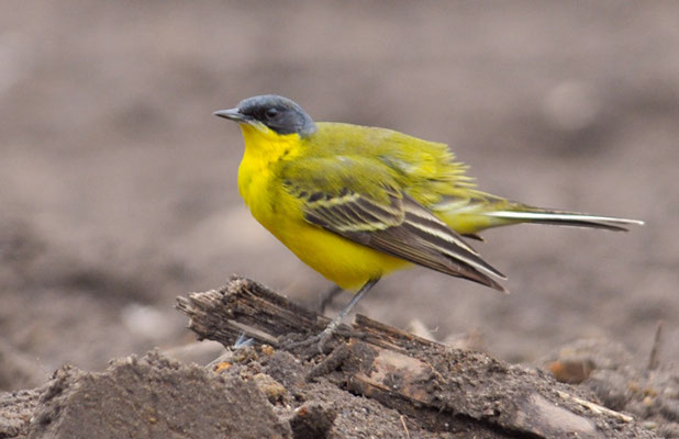 THUNBERGSCHAFSTELZE, YELLOW WAGTAIL THUNBERGI, MOTACILLA FLAVA THUNBERGI
