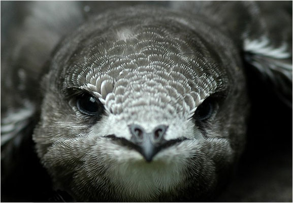 MAUERSEGLER, SWIFT, APUS APUS