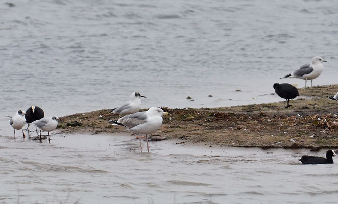 STEPPENMÖWE, CASPIAN GULL, LARUS CACHINNANS