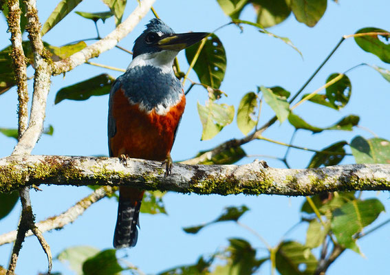 ROTBRUSTFISCHER, RINGED KINGFISHER, CERYLE TORQUATUS