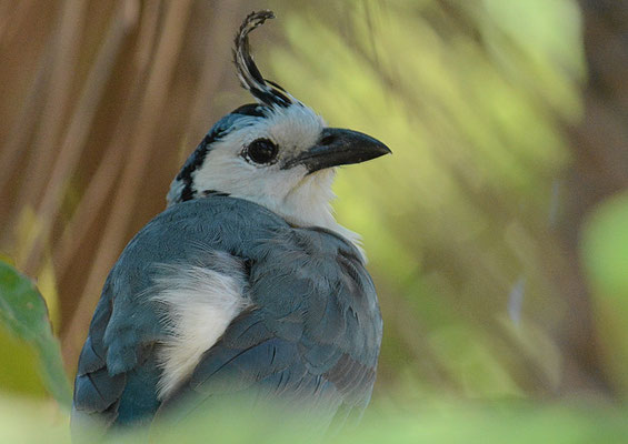LANGSCHWANZHÄHER, WHITE-THROATED MAGPIE-JAY, CALOCITTA FORMOSA