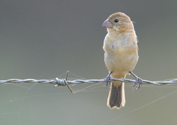 WECHSELPFÄFFCHEN, VARIABLE SEEDEATER, SPOROPHILA AMERICANA