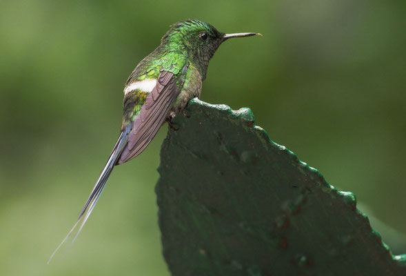 GRÜNE FADENELFE, GREEN THORNTAIL, DICOSURA CONVERSII - COSTA RICA