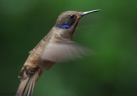 Brauner Veilchenohrkolibri, Brown violet-ear, Colibri delphinae
