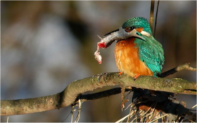 EISVOGEL, COMMON KINGFISHER, ALCEDO ATTHIS