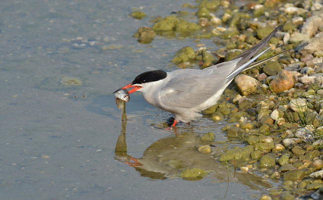 FLUSSSEESCHWALBE, COMMON TERN, STERNA HIRUNDO