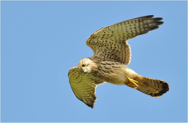TURMFALKE, KESTREL, FALCO TINNUNCULUS