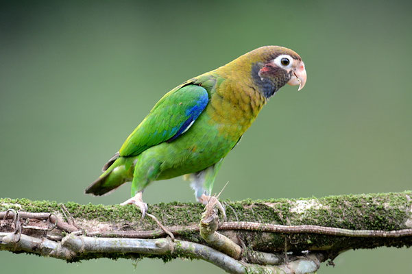 BLUTOHRPAPAGEI, BROWN-HOODED PARROT, PINOPSITTA HAEMATOTIS