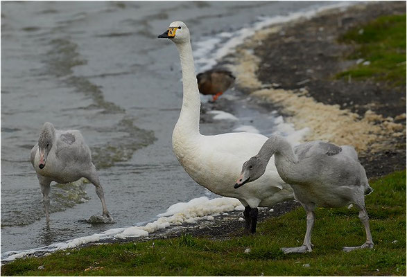 SINGSCHWAN, WHOOPER SWAN, CYGNUS CYGNUS