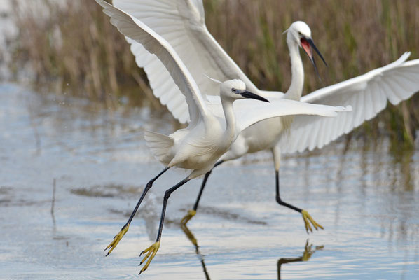 SEIDENREIHER, LITTLE EGRET, EGRETTA GARZETTA