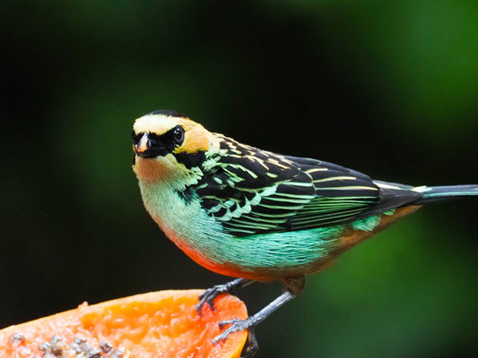 GOLDOHRTANGARE, GOLDEN-EARED TANAGER - TANGARA CHRYSOTIS