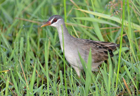 WEISSBRAUENSUMPFHUHN, WHITE-BROWED CRAKE, PORZANA CINEREA