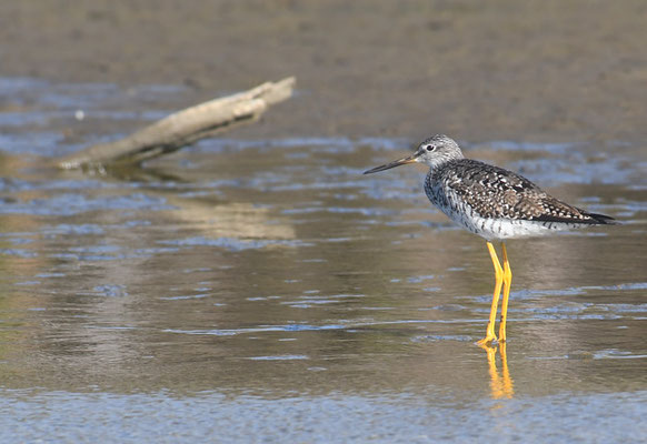 GROSSER GELBSCHENKEL, GREATER YELLOWLEGS, TRINGA MELANOLEUCA