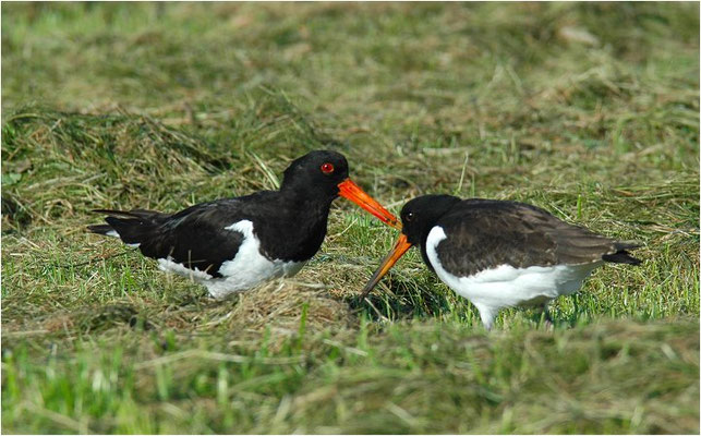 AUSTERNFISCHER, OYSTERCATCHER, HAEMATOPUS OSTRALEGUS