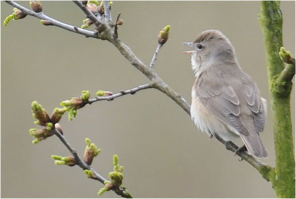 GARTENGRASMÜCKE, GARDEN WARBLER, SYLVIA BORIN