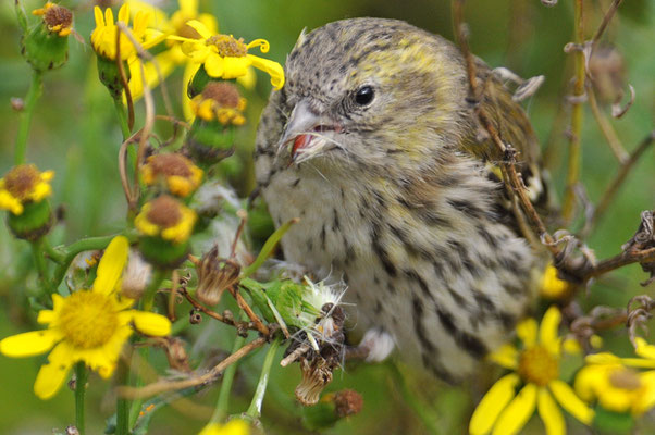 ERLENZEISIG, SISKIN, CARDUELIS SPINUS