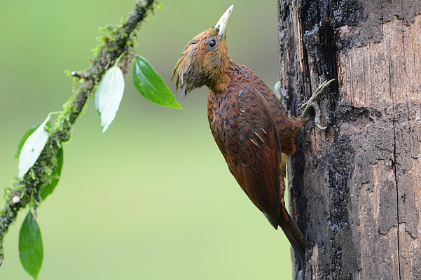 KASTANIENSPECHT, CHESTNUT-COLORED WOODPECKER, CELEUS CASTANEUS