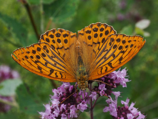 Kaisermantel - Argynnis paphia