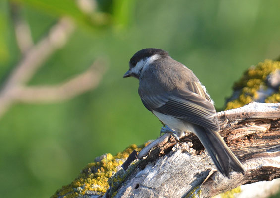 TRAUERMEISE, SOMBRE TIT, POECILE LUGUBRIS