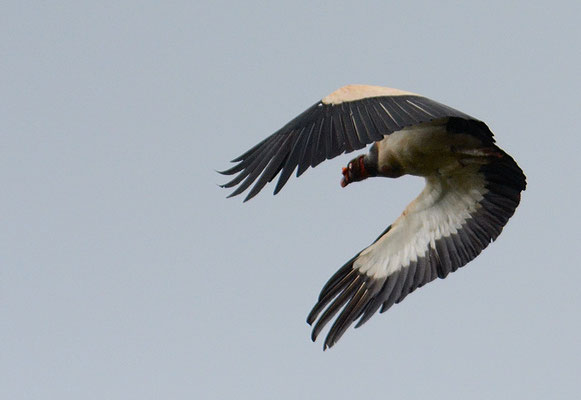 KÖNIGSGEIER, KING VULTURE, SARCORAMPHUS PAPA