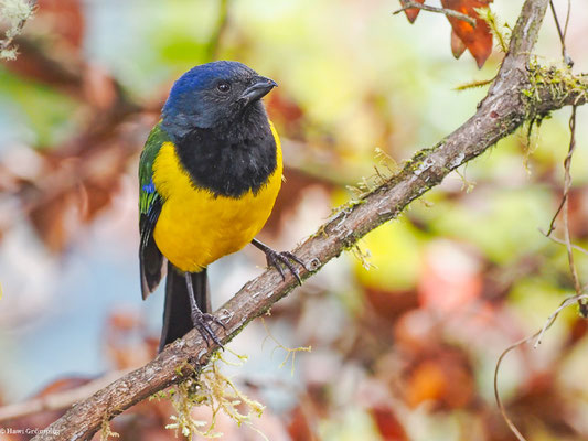 SCHWARZBRUST-BERGTANGARE, BLACK-CHESTED MOUNTAIN-TANAGER - CNEMATHRAUPIS EXIMIA