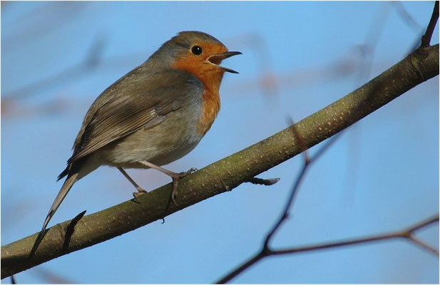 ROTKEHLCHEN, ROBIN, ERITHACUS RUBECULA