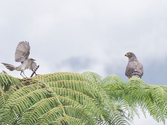 Wegebussard, Roadside Hawk - Rupornis magnirostris