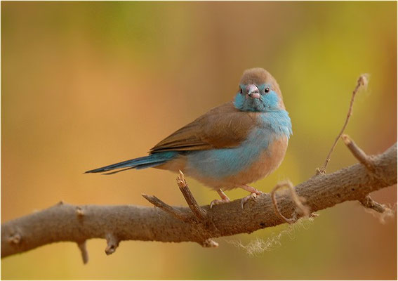 SCHMETTERLINGSFINK, RED-CHEEKED CORDON-BLEU, URAEGINTHUS BENGALUS