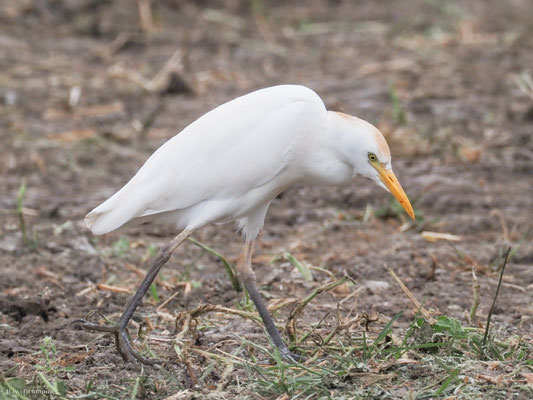 Kuhreiher, Cattle egret - Bubulcus ibis