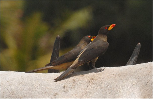 MADENHACKER, YELLOW-BILLED OXPECKER, BUPHAGUS AFRICANUS