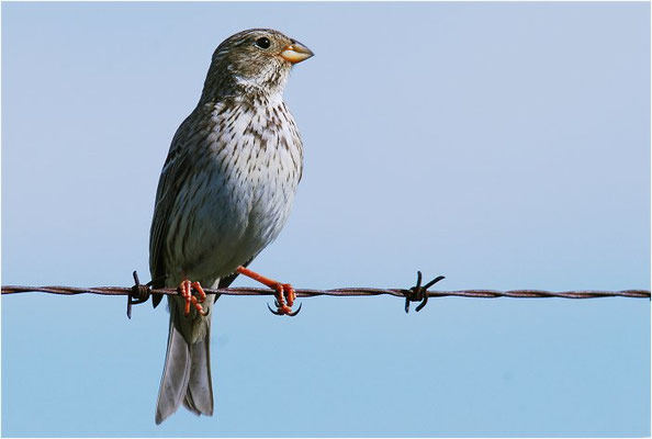 GRAUAMMER, CORN BUNTING, EMBERIZA CALANDRA