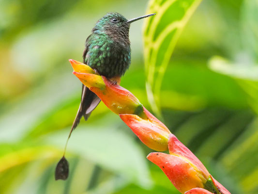 PERU-FLAGGENSYLPHE, PERUVIAN RACKET-TAIL - OCREATUS PERUANUS
