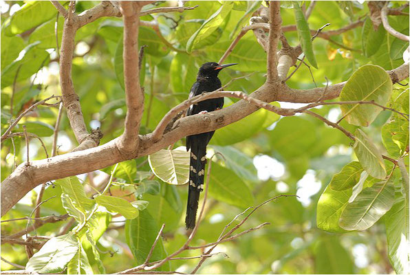 BAUMHOPF, BLACK WOOD HOOPOE, PHOENICULUS ATERRIMUS 