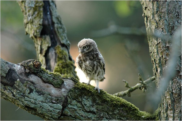 STEINKAUZ, LITTLE OWL , ATHENE NOCTUA