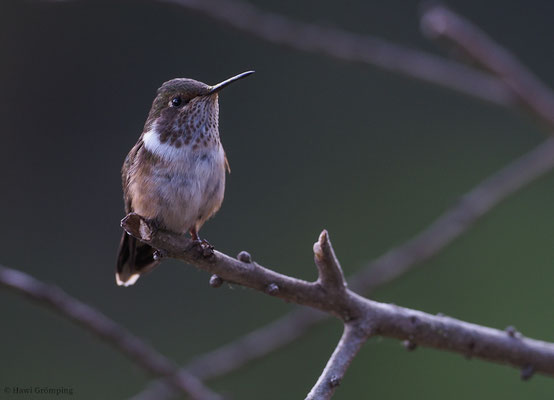 VULKANELFE, VULCANO HUMMINGBIRD, SELASPHORUS FLAMMULA