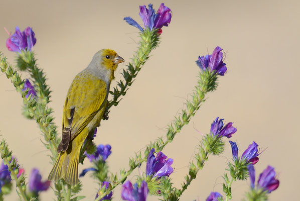 KAP-KANARIENVOGEL, CAPE CANARY, SERINUS CANICOLLIS