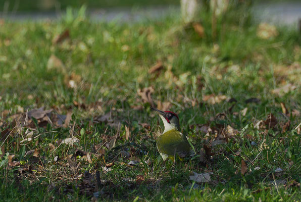 GRÜNSPECHT, GREEN WOODPECKER, PICUS VIRIDIS