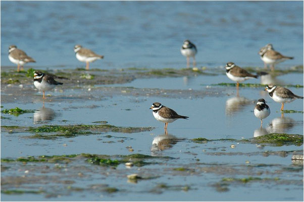 SANDREGENPFEIFER, RINGED PLOVER, CHARADRIUS HIATICULA