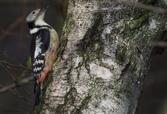 MITTELSPECHT, MIDDLE-SPOTTED WOODPECKER