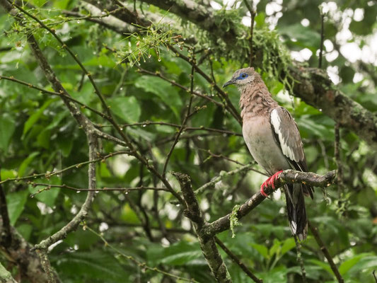 PERUTAUBE, WEST PERUVIAN DOVE - ZENAIDA MELODA